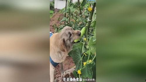围观吃瓜小狗视频播放下载,萌宠瞬间走红网络