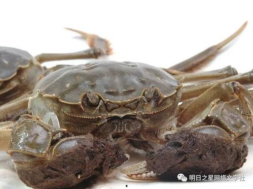 变螃蟹吃瓜被发现视频,一场意外发现的趣味瞬间