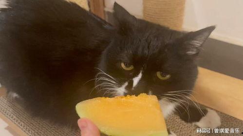给猫咪吃哈密瓜有事吗视频,猫咪食用哈密瓜的安全性探讨
