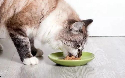 给猫咪吃哈密瓜有事吗视频,猫咪食用哈密瓜的安全性探讨