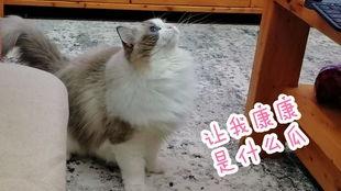 猫咪吃瓜看戏视频大全集,猫咪吃瓜看戏视频大盘点