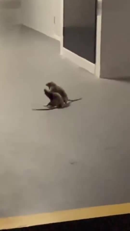 猫咪吃瓜看戏视频大全集,猫咪吃瓜看戏视频大盘点