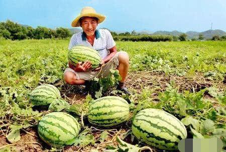 南通梨园路吃瓜视频,一场街头美食盛宴