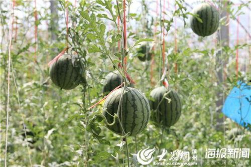 徽县网红吃瓜完整视频,全程视频揭秘幕后真相