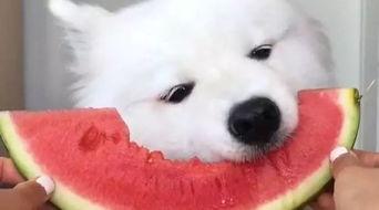 吃瓜群众狗狗视频大全集,吃瓜群众视频大全集精选