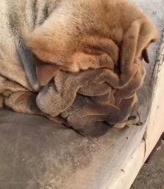 吃瓜群众狗狗视频大全集,吃瓜群众视频大全集精选