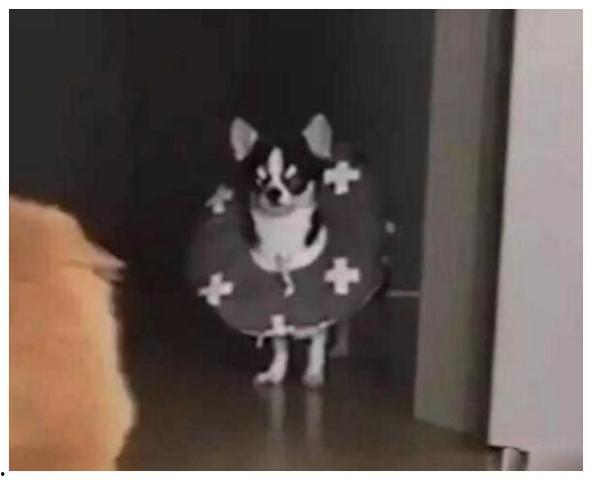 吃瓜群众狗狗视频大全集,吃瓜群众视频大全集精选