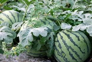 吃瓜视频鉴定真假,真假鉴定指南